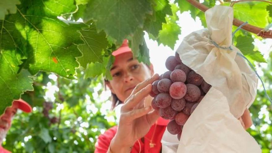 China acuerda con el Gobierno la compra de uva de mesa de la provincia
