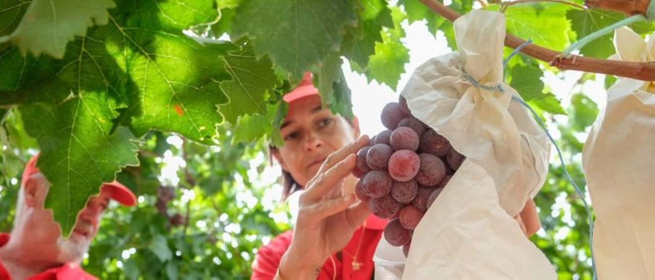 China acuerda con el Gobierno la compra de uva de mesa de la provincia