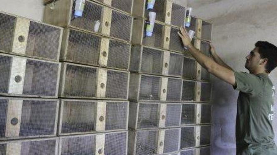 Alejandro Macías, de espaldas, con las jaulas para serpientes que serán colocadas desde el lunes por el norte de Ibiza.