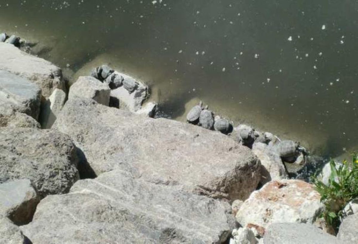 Un paraíso para las tortugas
