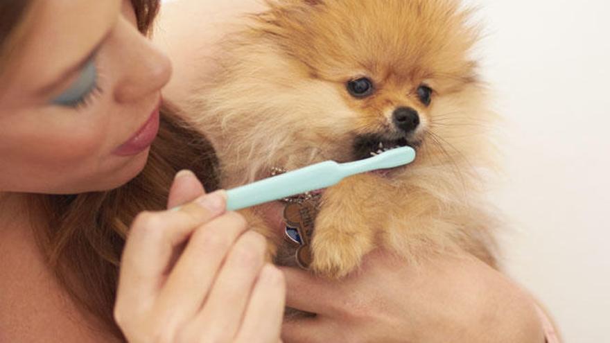 Una mujer limpia los dientes a su mascota.