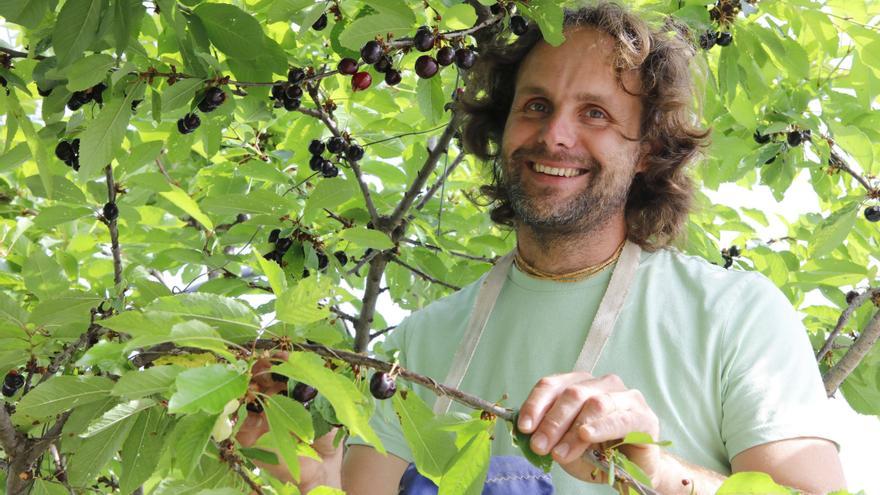 Öko-Kirschen auf Mallorca: An den Berghängen wächst eine der seltenen Kirschbaum-Plantagen