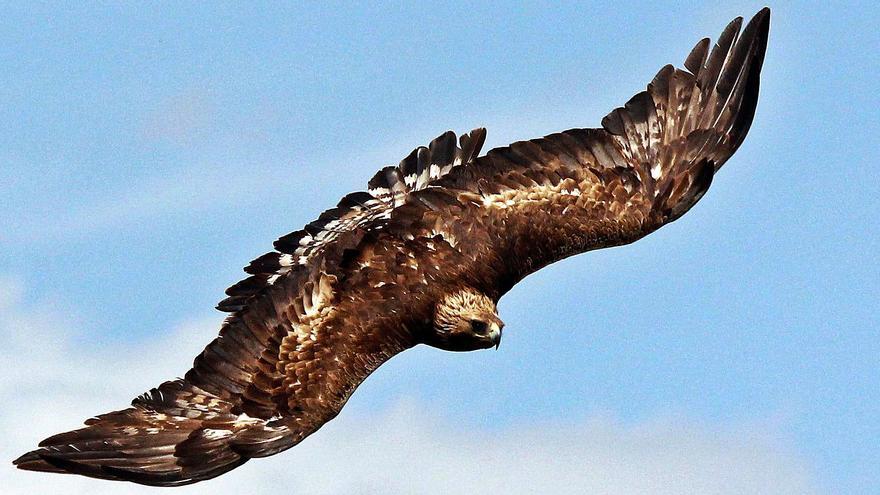 Expectación por comprobar las crías de las 25 parejas de águila real en la provincia de Alicante