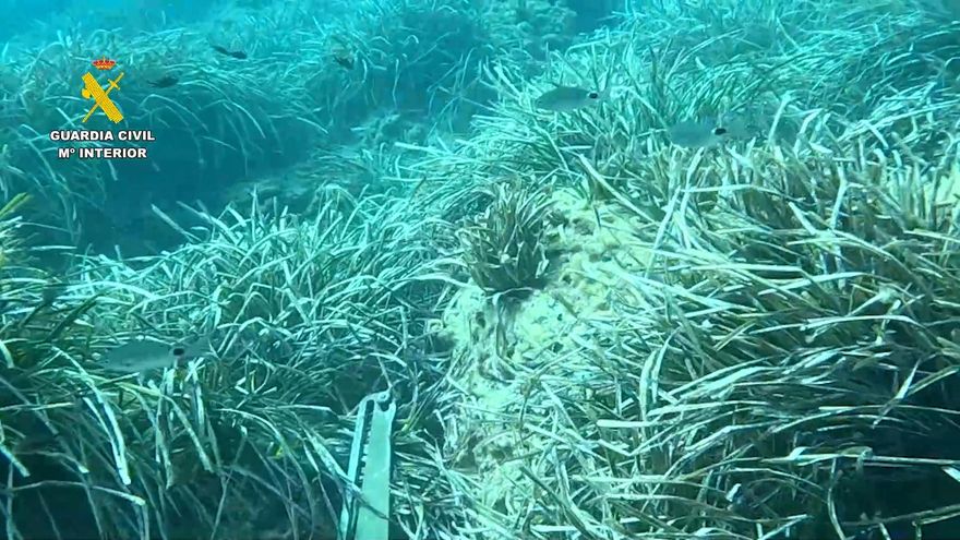 La Guardia Civil sanciona a varias embarcaciones por fondear sobre zonas de posidonia en Jávea