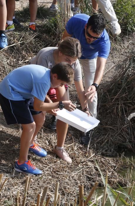 El Oceanogràfic suelta diez galápagos en la Albufera