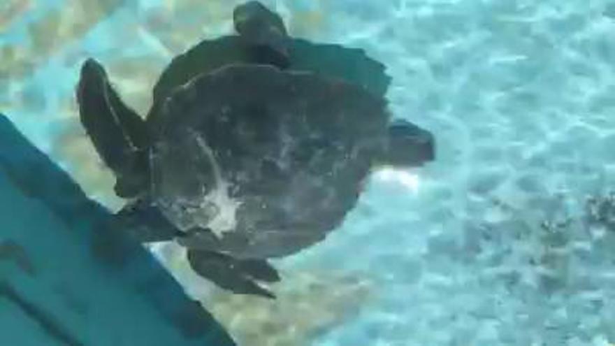 Recuperación de una tortuga rescatada