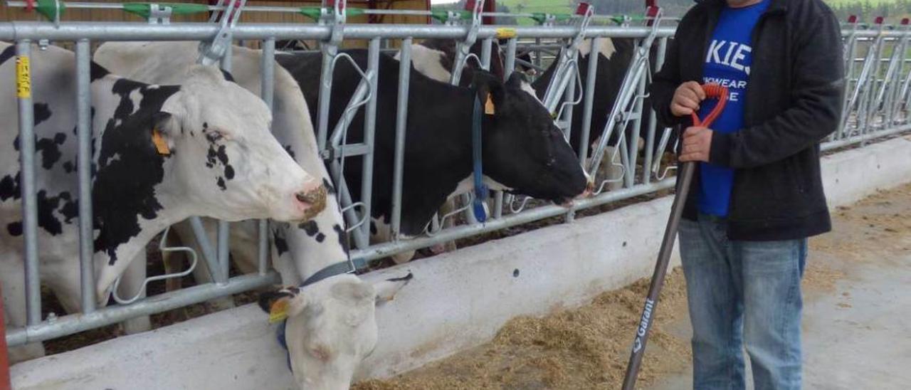 Emilio González, junto a sus vacas, en San Pedro (Tineo).