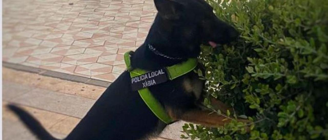 Kosmo busca drogues en una jardinera del passeig de l’Arenal. | POLICIA DE XÀBIA