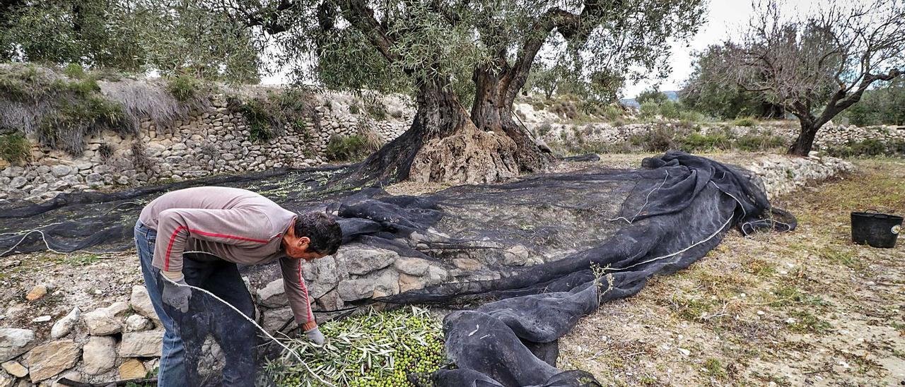 Operación de recogida de aceitunas en campos de la Vall de Seta, en la comarca de El Comtat.