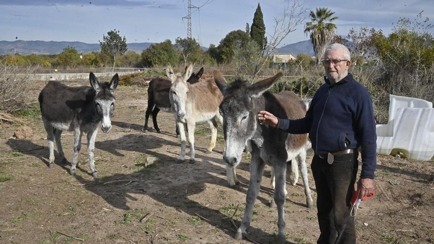 El dueño de los burros del Desert de les Palmes declara en el juzgado: &quot;Murieron por un boicot, no por hambre&quot;