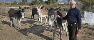 El dueño de los burros del Desert de les Palmes declara en el juzgado: "Murieron por un boicot, no por hambre"