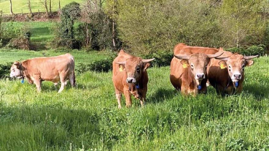 Llanes acogerá el Concurso Nacional de la raza Asturiana de la Montaña una vez cada cinco años