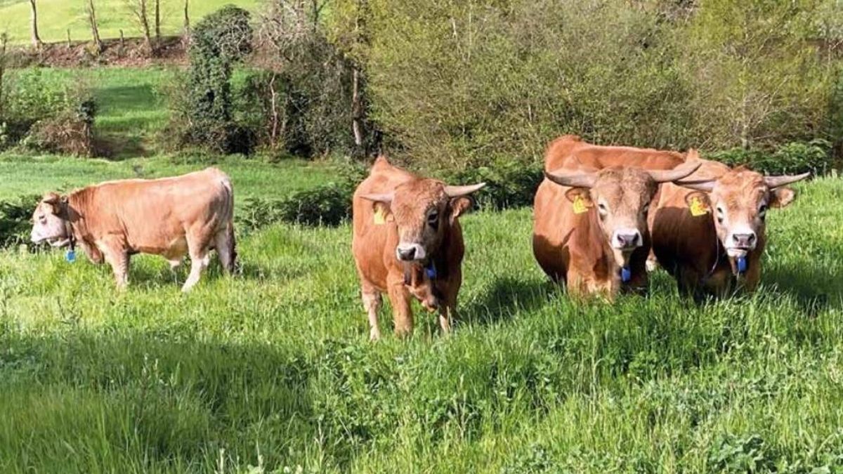 Vacas asturianas en un prao.