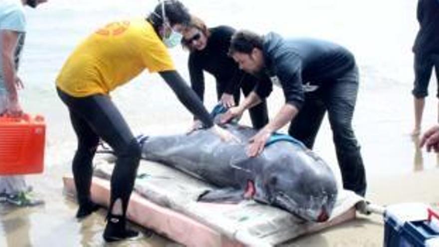 Mueren dos delfines calderón varados en la costa de Borriana