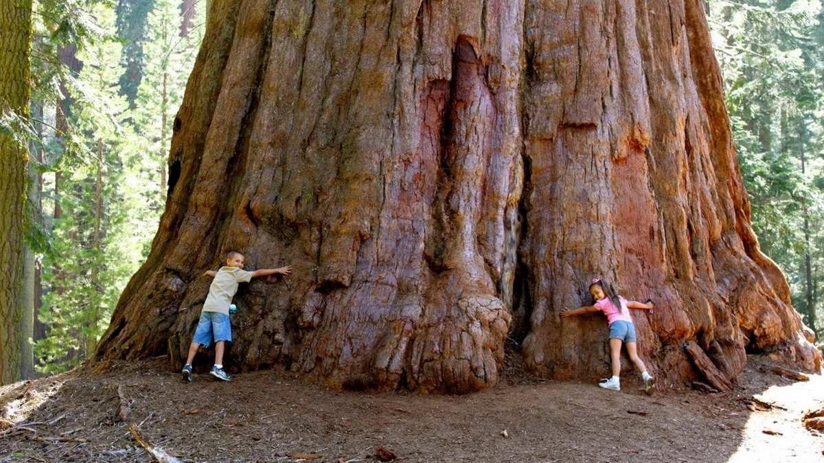 Dos niños junto a una secuoya gigante, en California.