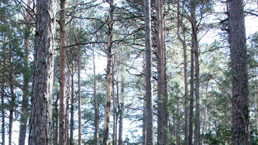 Un grup de persones passejant pel bosc