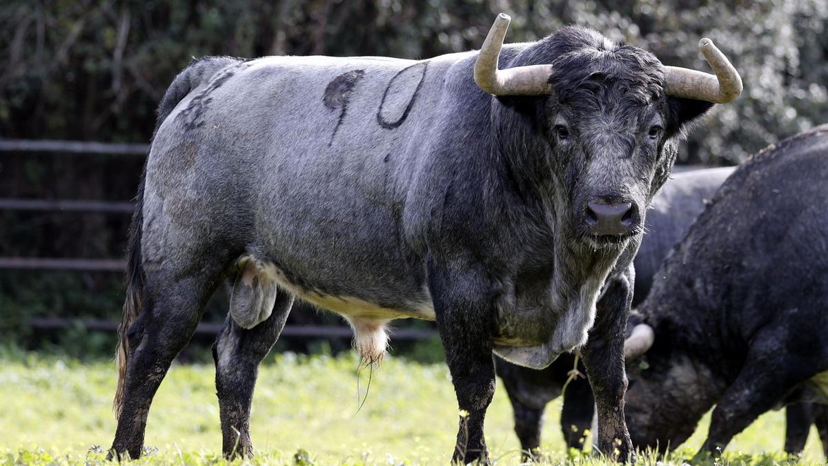 Impecable el trapío, la presentación y el lustre de este toro nº 90 de La Quinta de brava expresión, reseñado para Castellón.