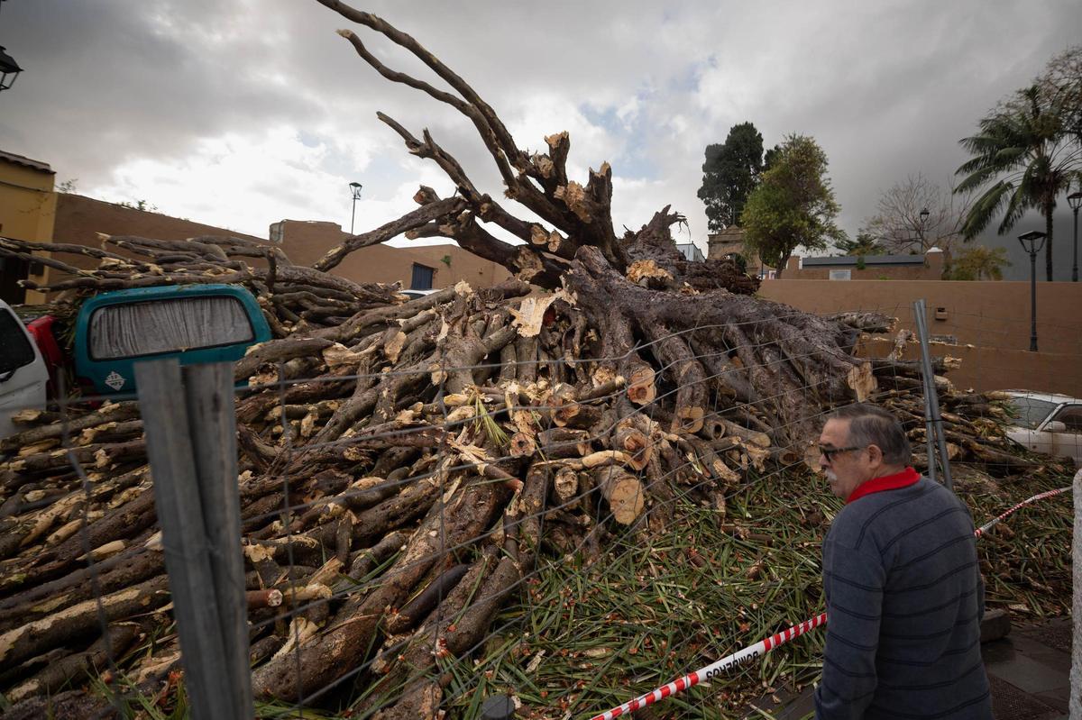 Drago de San Francisco, en Los Realejos, caído por el temporal