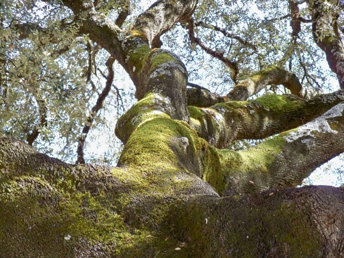 Chaparro de la Vega, Monumento Natural de Andalucía (Sevilla, Coripe)