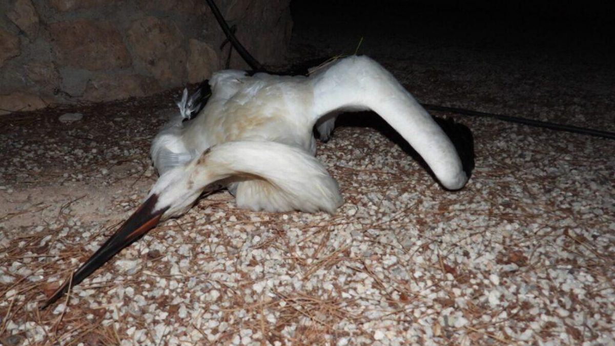 Una de las cigüeñas blancas muertas tras sufrir una electrocución en Calasparra.