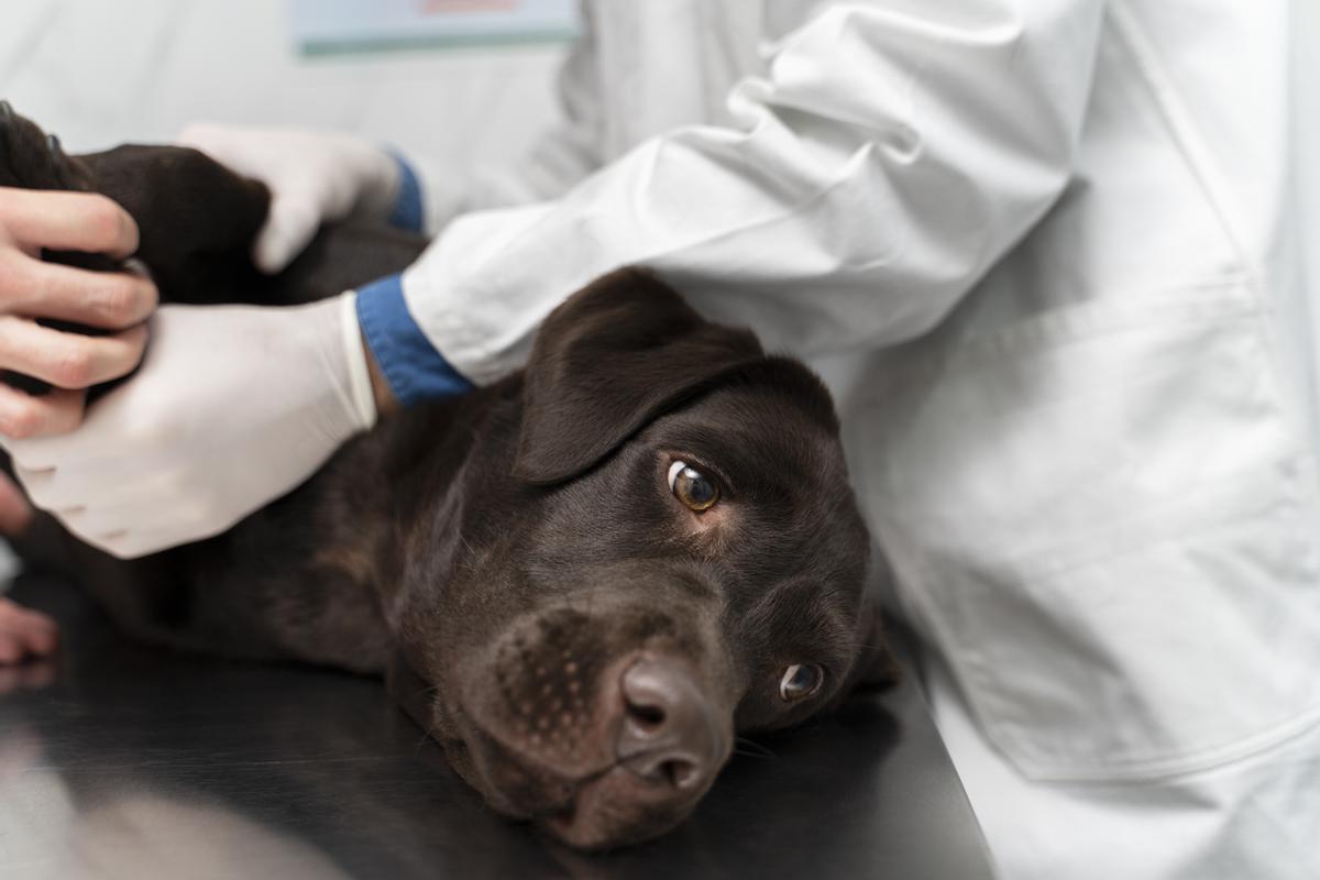 ¡Alerta para dueños de perros! Aprende a detectar y actuar ante la torsión gástrica en perros antes de que sea demasiado tarde