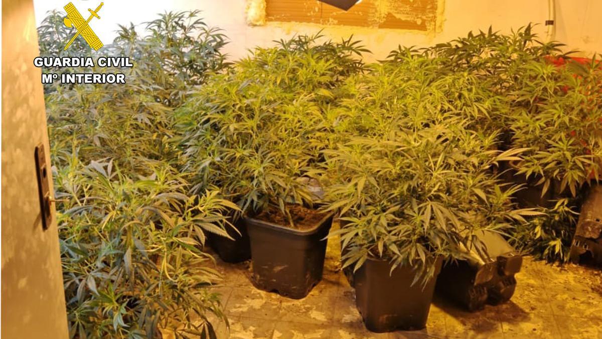 Plantación de marihuana incautada por la Guardia Civil en la Operación Fitión