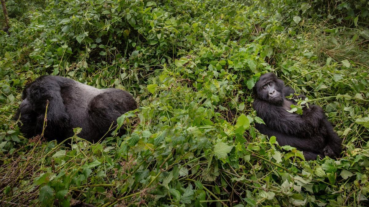 Dos gorilas en su hábitat natural
