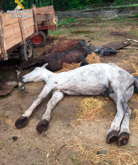 El Servicio de la Protección a la Naturaleza de la Guardia Civil halló en una parcela de la parroquia de Xubial, en el municipio de Melide, otros 30 equinos en un estado de desnutrición importante.