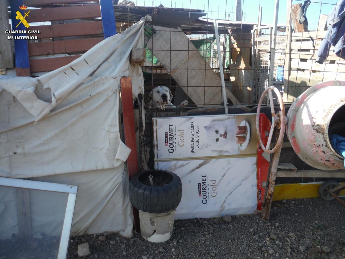 Investigan una protectora de animales en Agüimes