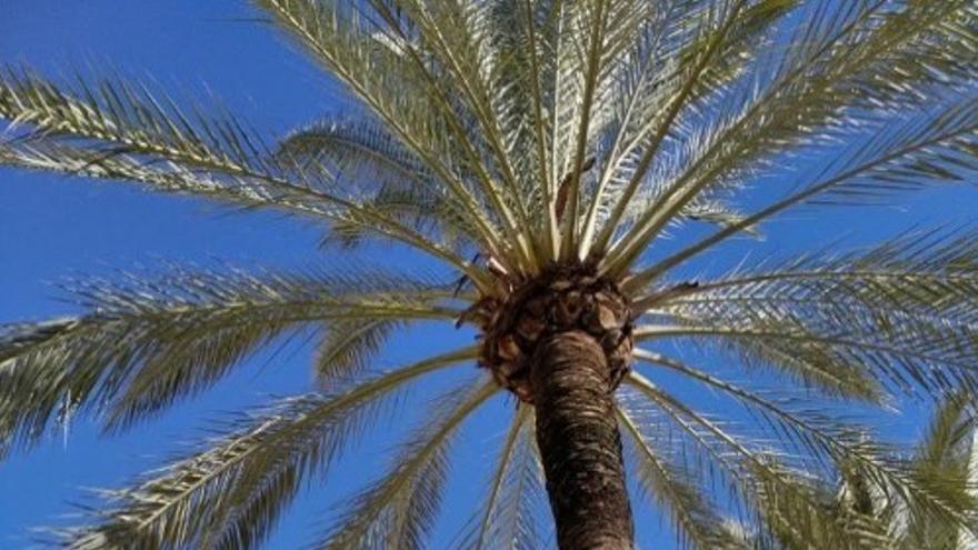 Parques y Jardines talará este miércoles cinco palmeras de Dalt Murada