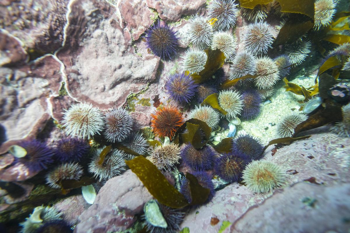 Els oceans comencen a rebre l’atenció que es mereixen