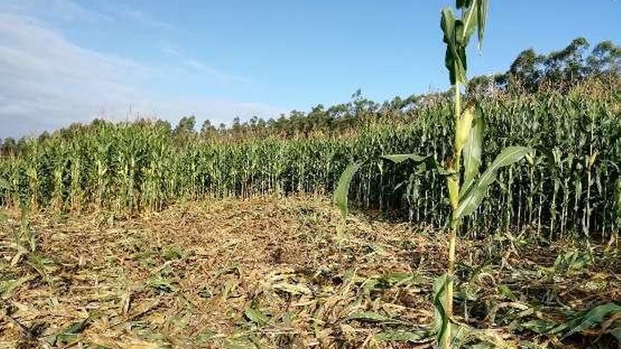 Destrozos provocados por jabalíes en una plantación de Canedo.