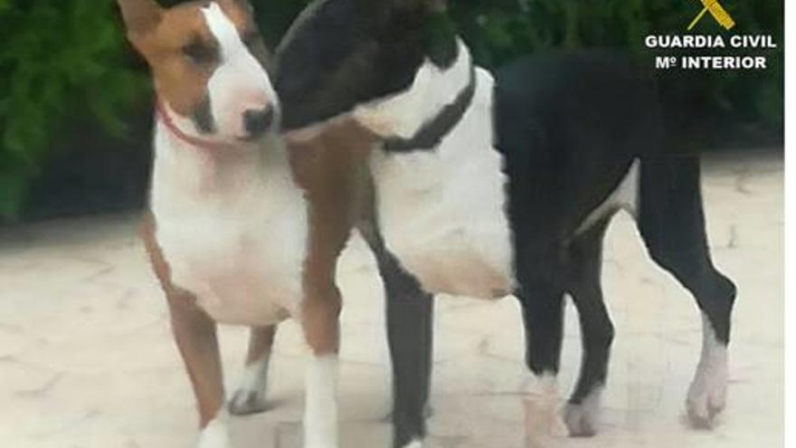 La Guardia Civil detiene al paseador de dos perros que desfiguraron la cara a una mujer en Rojales