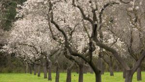 Los almendros de la Quinta de los Molinos ya han florecido