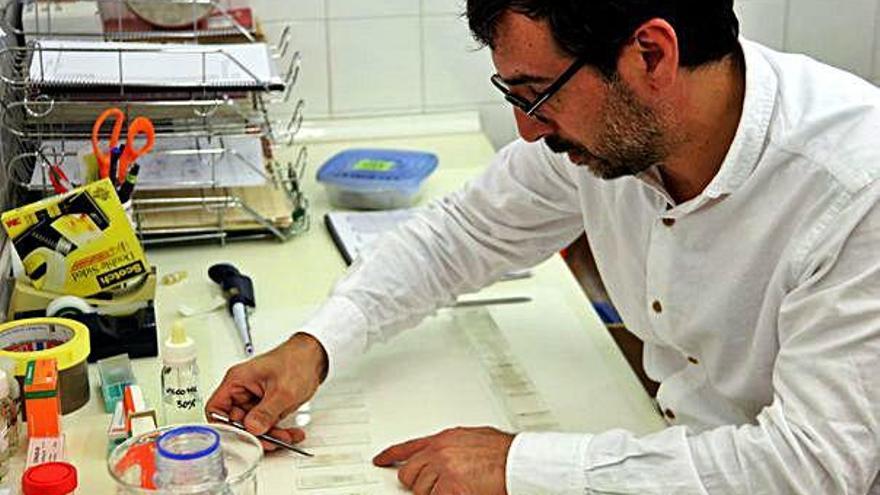 Un investigador de la Xarxa Aerobiològica de Catalunya analitzant una mostra de pol·len