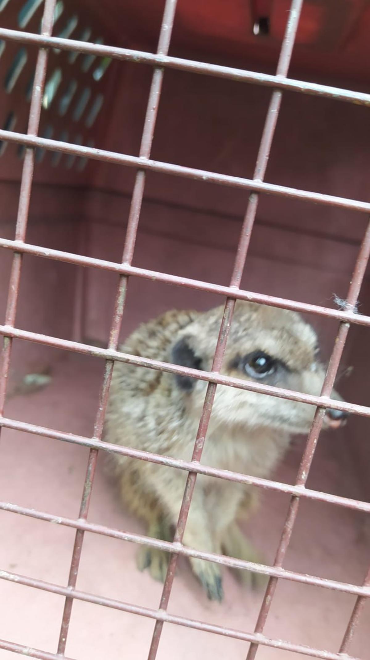 Suricato capturado por la Policía Local de Córdoba y enviado al zoo.