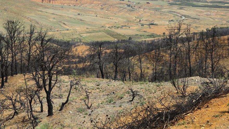 En imágenes | Así está Ateca un año después del incendio forestal que afectó a 14.000 hectáreas