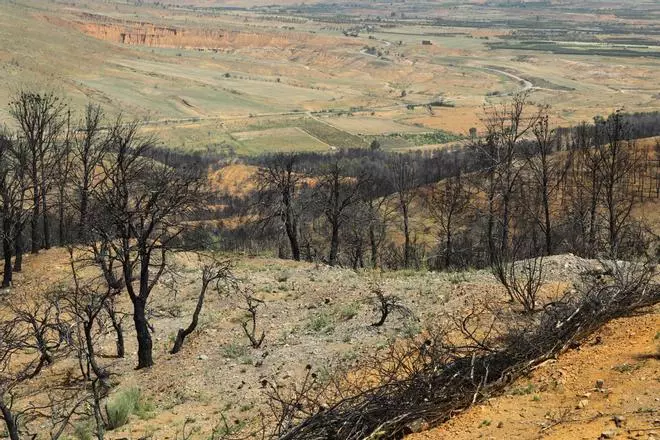 En imágenes | Así está Ateca un año después del incendio forestal que afectó a 14.000 hectáreas