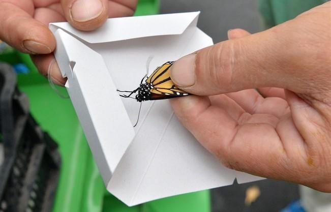 MARIPOSAS GRANJA