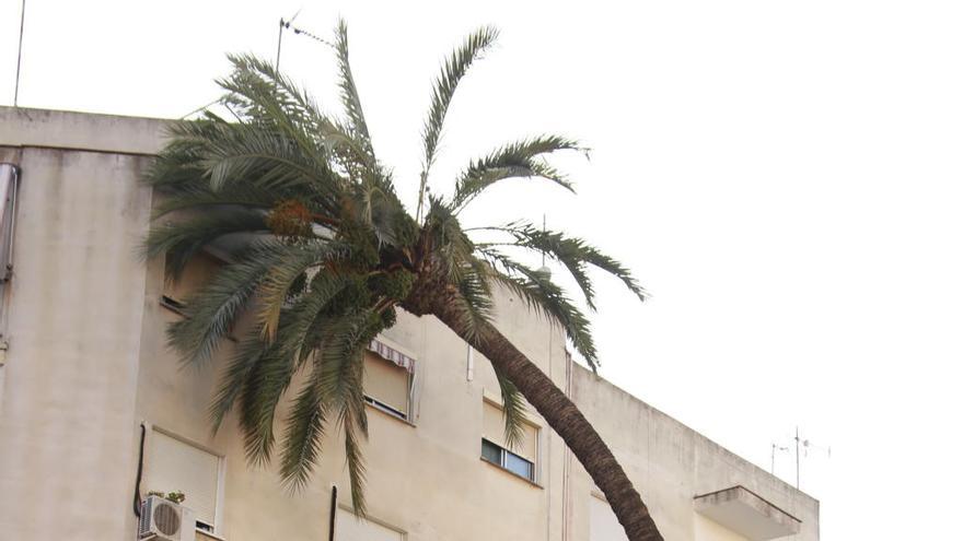 Precintan por precaución el entorno de la palmera de Dos Molins en Xàtiva