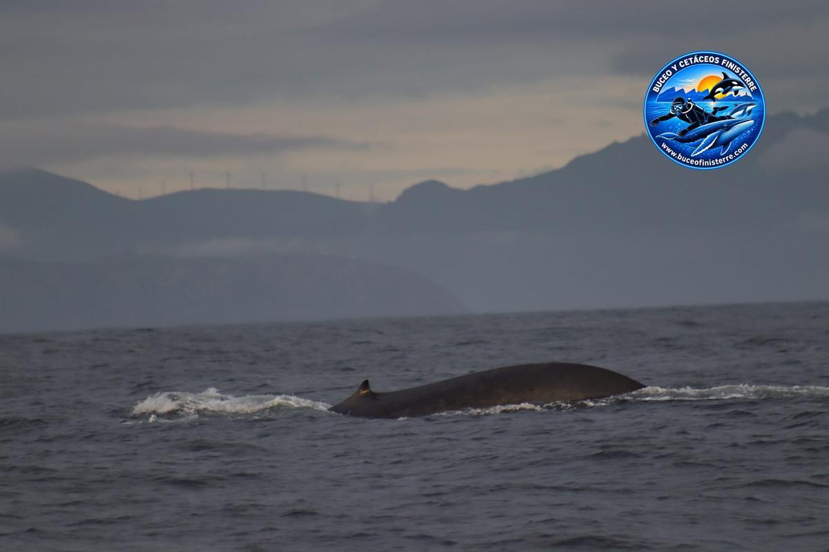 Ballena azul avistada en la costa de Fisterra.
