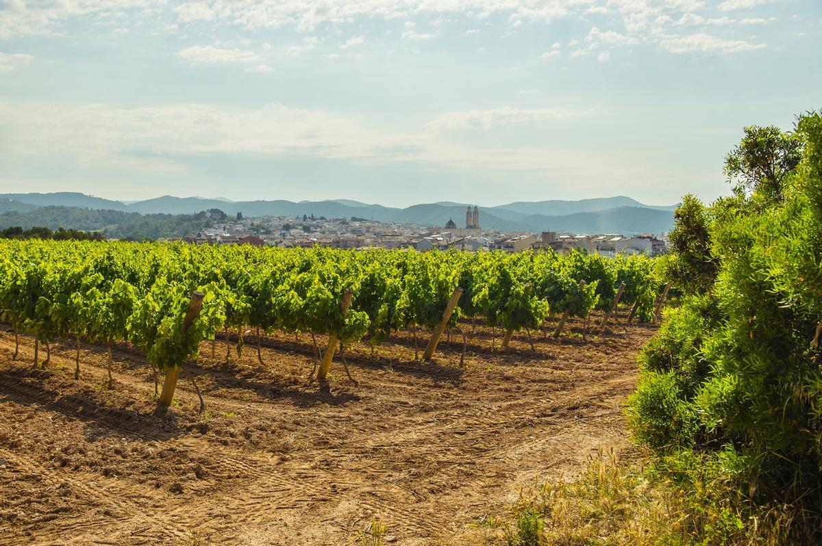 Viñedos y Sant Pere de Ribes de telón de fondo.