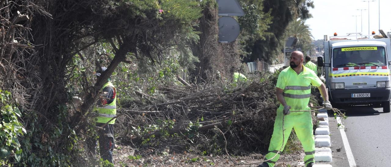 Operarios retiran decenas de arbustos junto a la carretera CV-865 que comunica Elche con Santa Pola