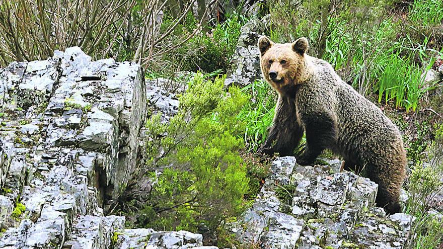 Un oso en una zona de Fuentes del Narcea.