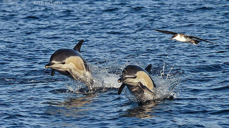 Otro ejército de delfines comunes en aguasa gallegas - Faro de Vigo - Vimarsana News