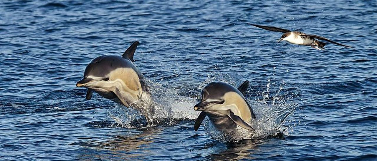 Dos delfines comunes, menos frecuentes que los mulares.   | //  BDRI