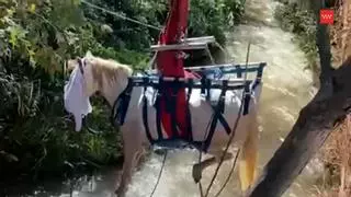 Rescatado un caballo que había caído en una acequia junto al río Henares