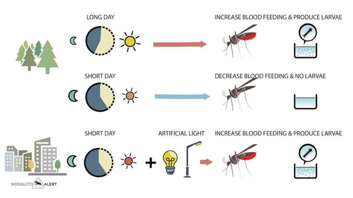 Influencia de la luz en la actividad de los mosquitos