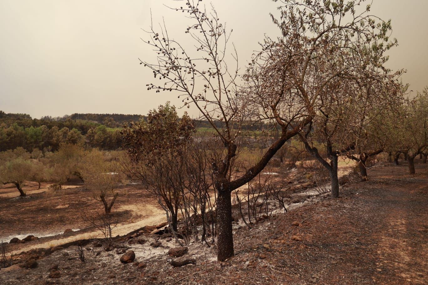 El incendio de Bejís, en imágenes