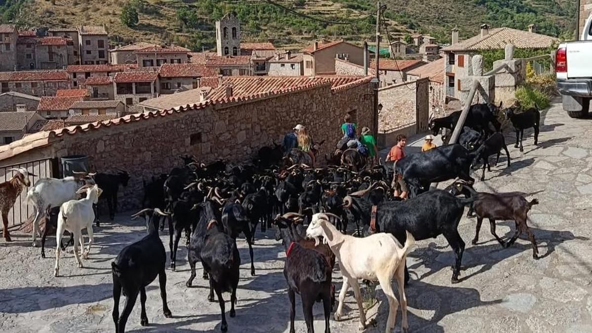 L'arribada del ramat transhumant al municipi de Castellar de n'Hug, al Berguedà